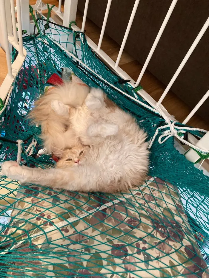 Crumpled Up Cat