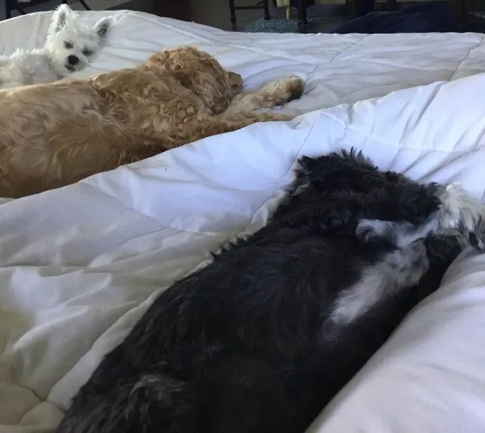 Hanging With The Pack