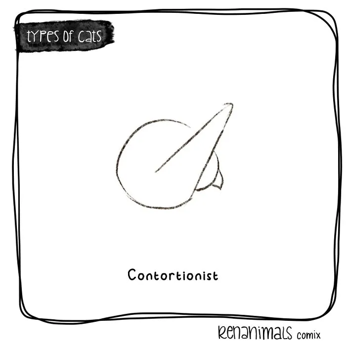 Contortionist