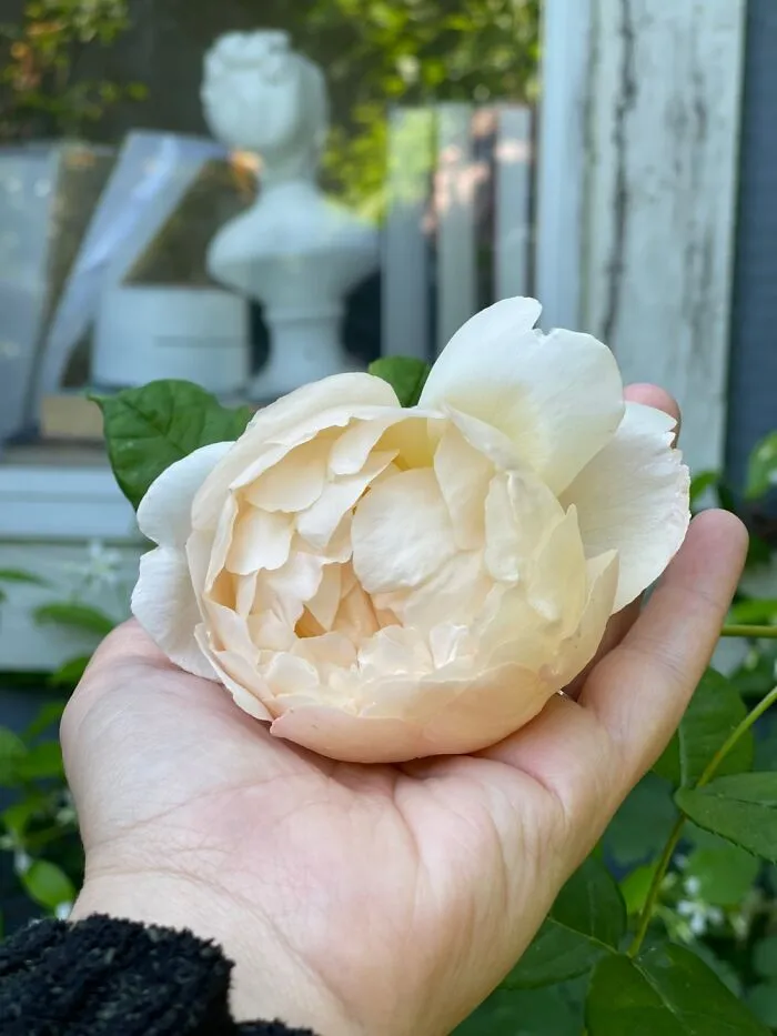 My David Austen Rose