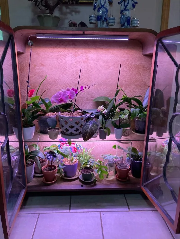 I Love My Orchids