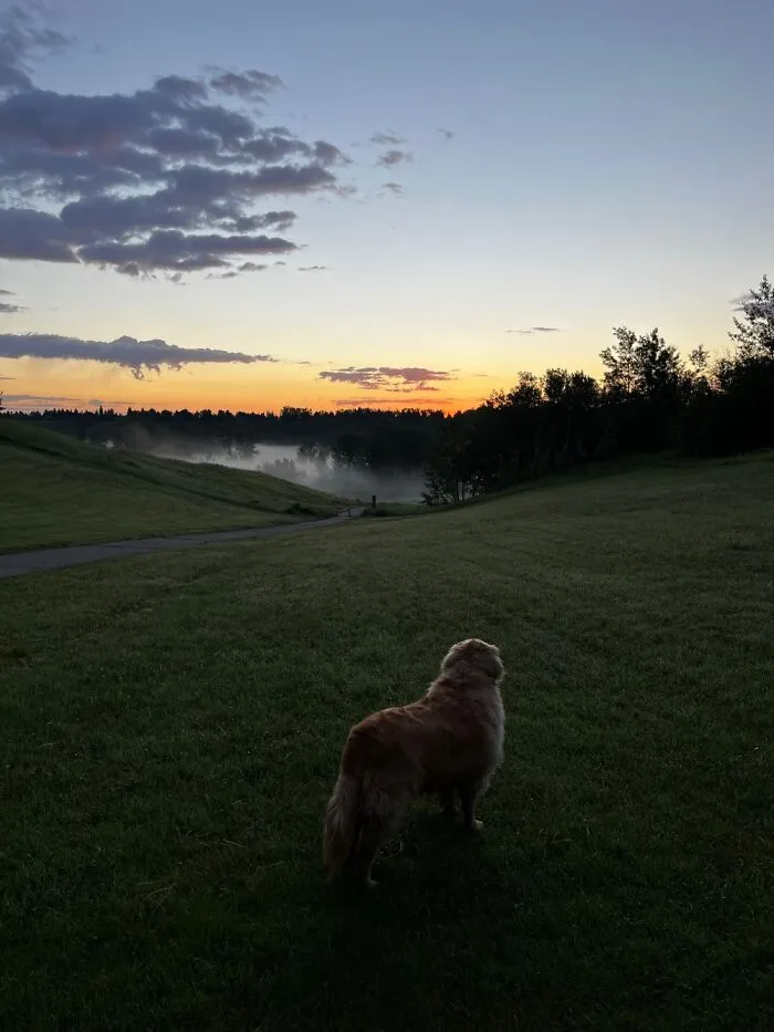Misty Morning Walk