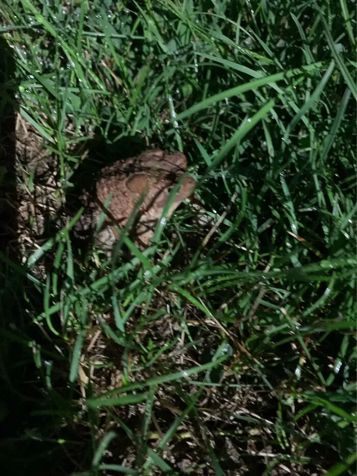 Saw This Guy Last Weekend. Loved To Have His Side Scratched. Leaned Right Into Me