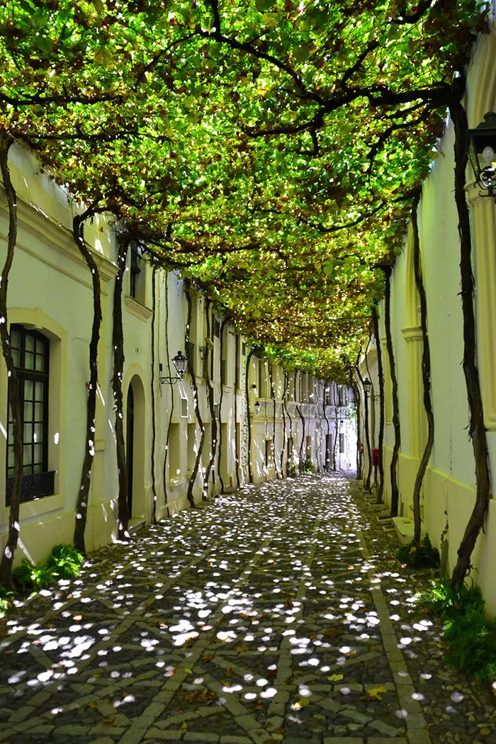 Shade On A Street In Jerez, Spain