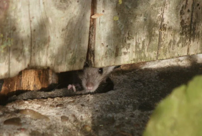 A Little Rat