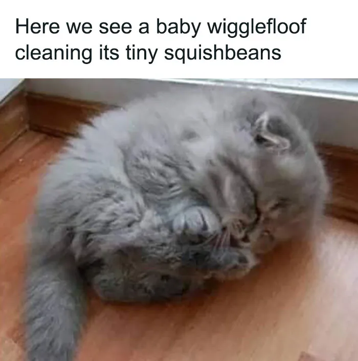 Tiny Paws in Action