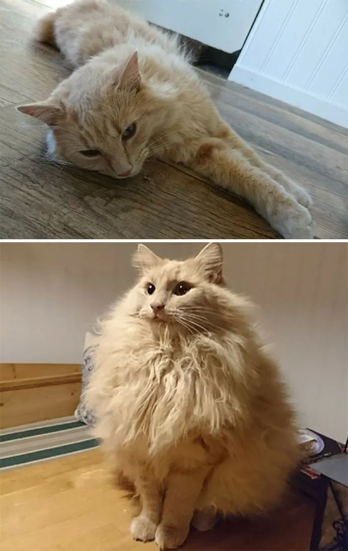 El abrigo de invierno que se pone mi gato bosque de Noruega