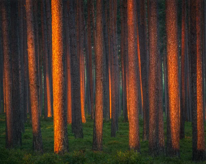 Morning Light