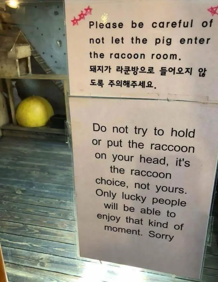 The Racoon's Choice
