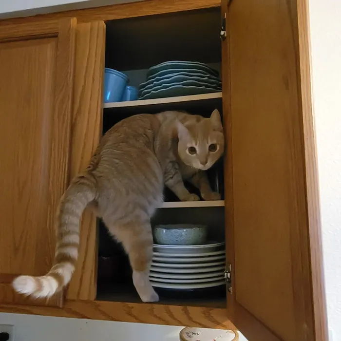 This Is My Very Bad Cat, Star, Who I Adore And Would Die For