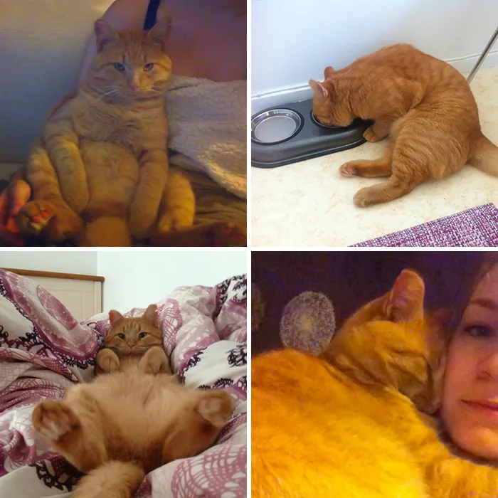 My Fat, Formerly Homeless Ginger Cat, Mr Tickles