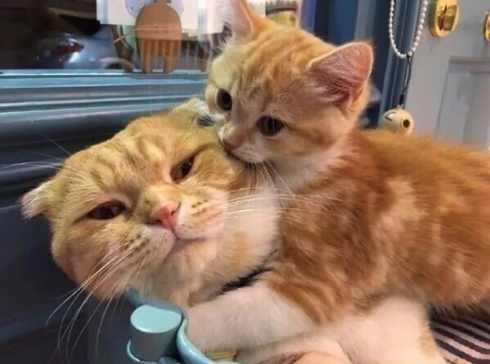 Two Little Cats