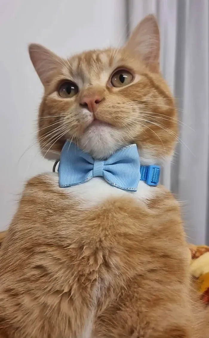 A True Gentleman