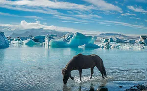 I Took Pictures Of Beautiful Horses In Breathtaking Icelandic Landscapes, And Here Are 30 Of Them