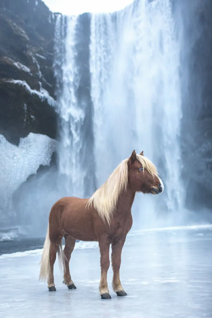 The Stallion Ölnir In Winter Wonderland