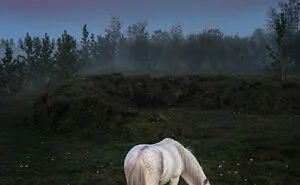 I Took Pictures Of Beautiful Horses In Breathtaking Icelandic Landscapes, And Here Are 30 Of Them