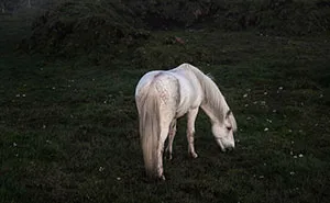 I Took Pictures Of Beautiful Horses In Breathtaking Icelandic Landscapes, And Here Are 30 Of Them