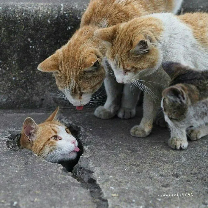 Bleps On The Catwalk