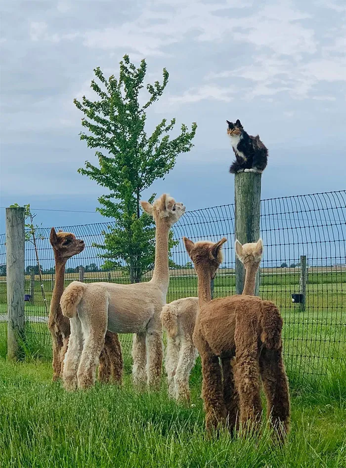 I Suppose You're All Wondering Why I've Gathered You Here Today