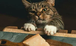 50 Times Photos Of Pets Perfectly Embodied Renaissance Art