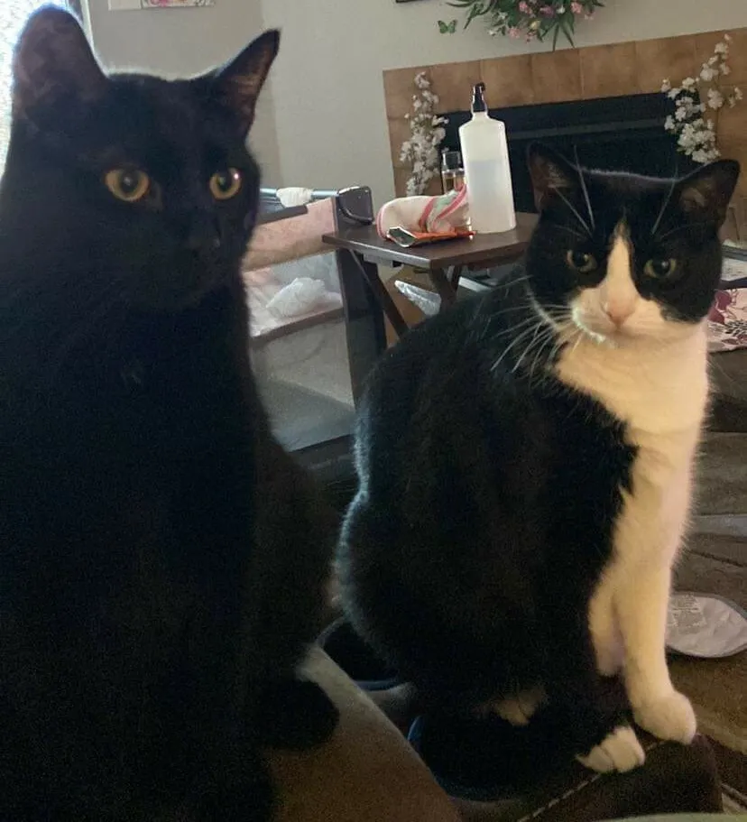 Daughter's Husband Abandoned Her Two Cats