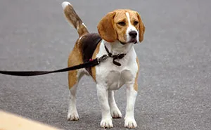 Woman Refuses To Let Down A Client Who Booked A Year In Advance Just So Parents Can Go On A Dog-Free Trip, Gets Called A Jerk