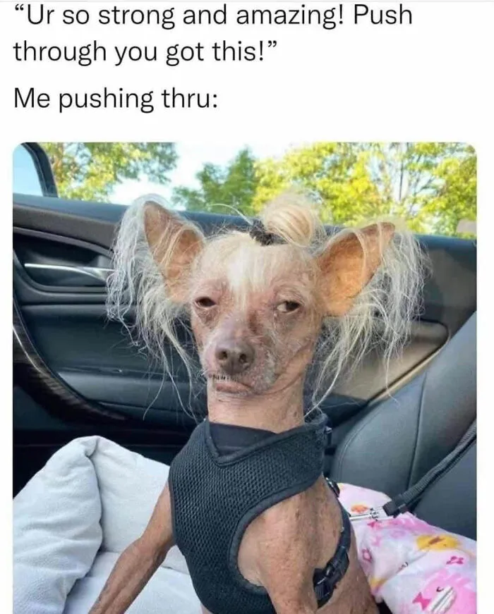 Humorous meme of a scruffy dog sitting in a car seat, epitomizing iconic internet culture.