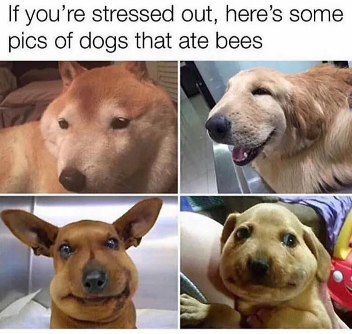 93 Classic Memes That Defined Internet Culture, Still Funny in 2026