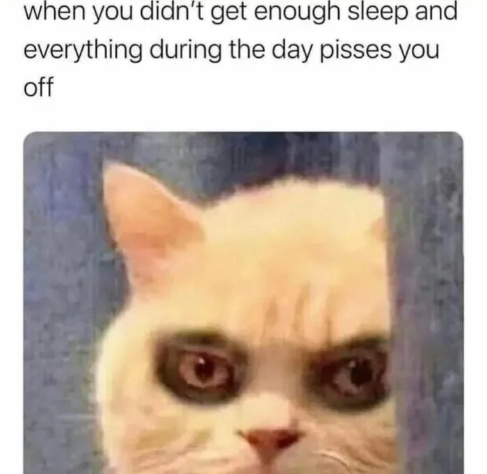 Grumpy cat meme with tired eyes, capturing iconic internet culture.