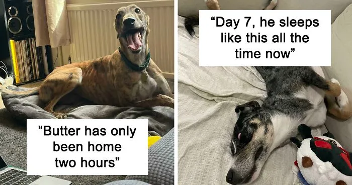 50 Wholesome Rescue Pet Pics To Heal Your Soul (September Edition)