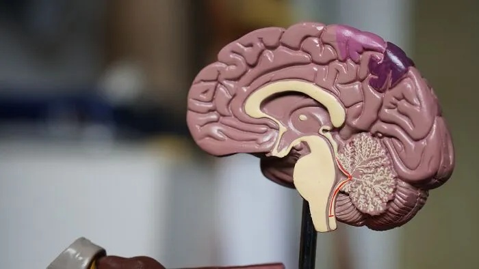 30 Datos inútiles que se te quedarán grabados en el cerebro, compartidos por nuestra comunidad