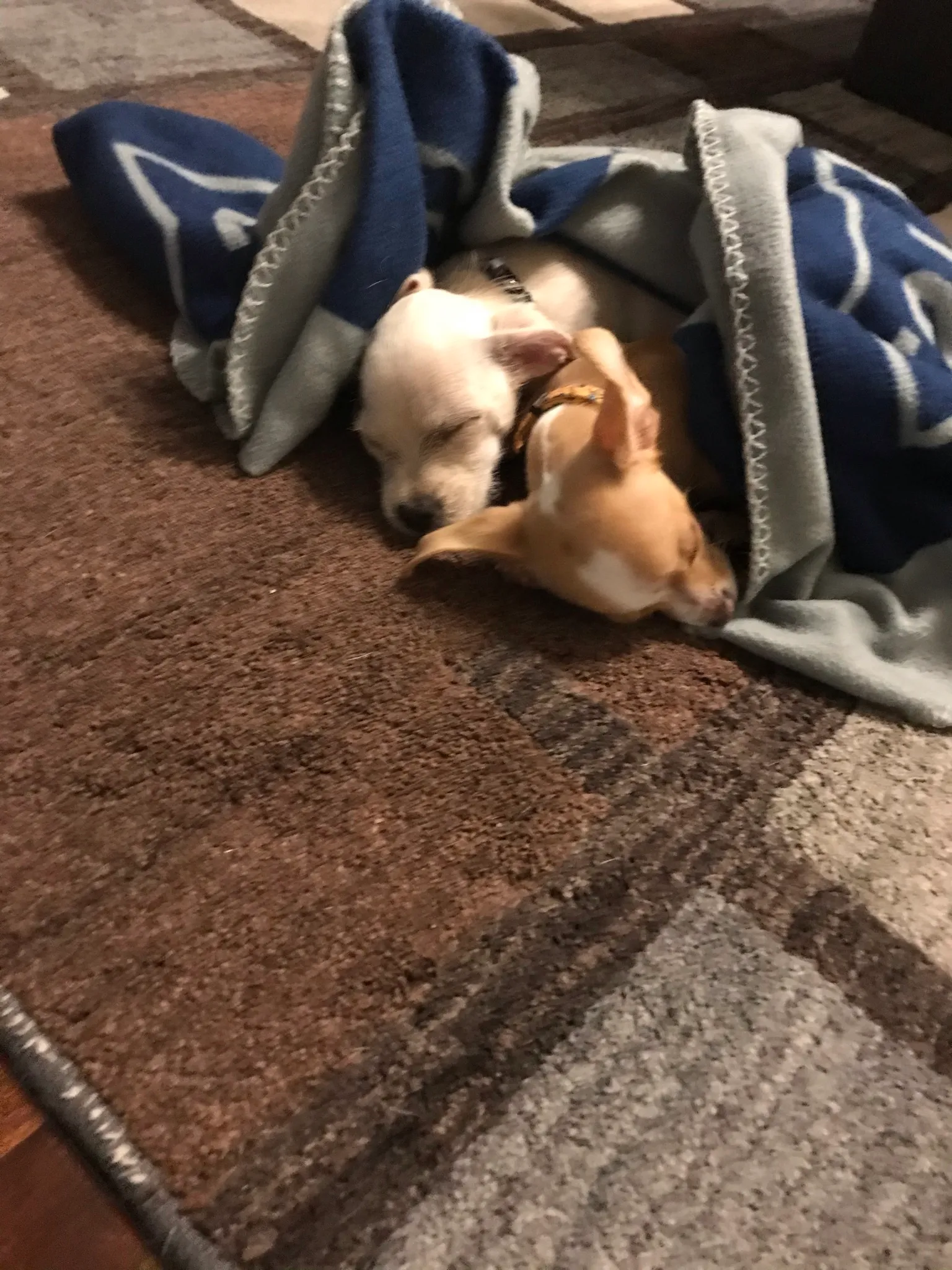 Hey Pandas, Post A Wholesome Photo Of Your Pet/S!