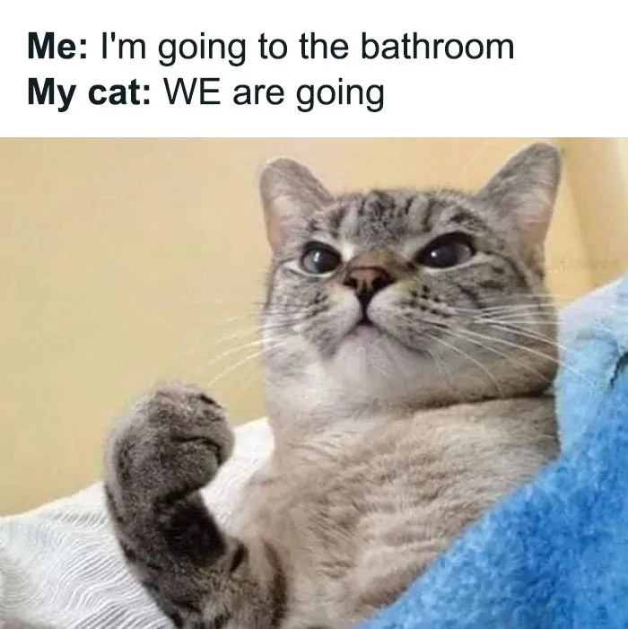 Cat looking determined with a caption about following to the bathroom, showcasing funny and relatable cat meme.