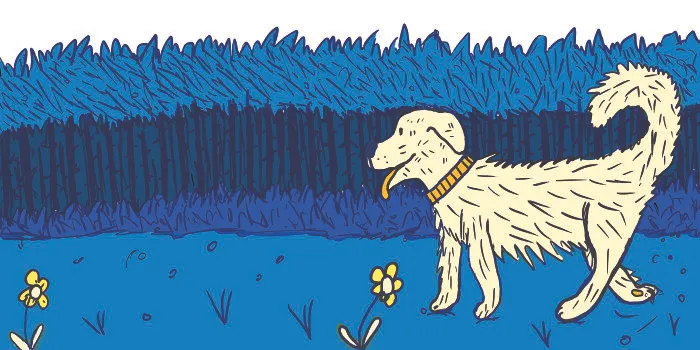 Dog Walks In The Forest