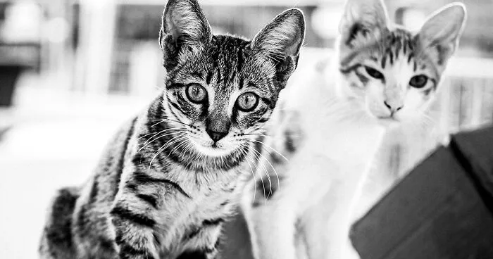 "I Take Pictures Of Stray Cats In Hopes To Touch Your Souls And Inspire You To Feed Your Local Cats" (14 New Pics)