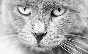 "I Take Pictures Of Stray Cats In Hopes To Touch Your Souls And Inspire You To Feed Your Local Cats" (14 New Pics)