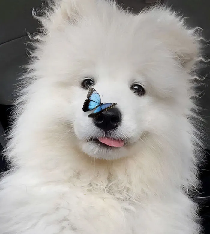 Butterflies On Nose Means Eternal Happiness For All Who See It