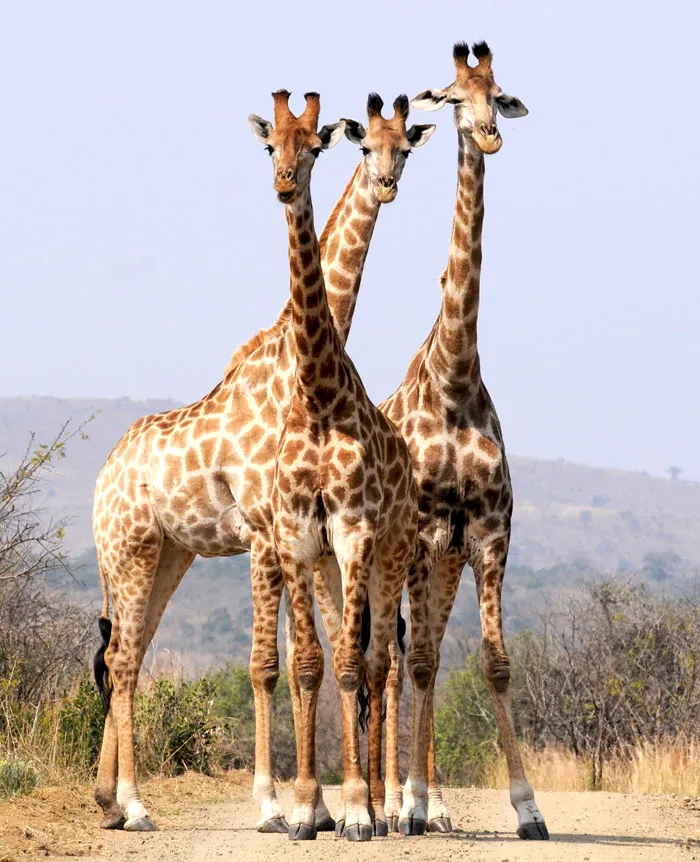 If You Could Ask A Wild Animal Any Question, What Would You Ask?