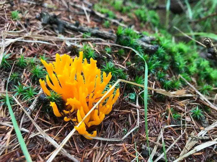This Yellow Beauty