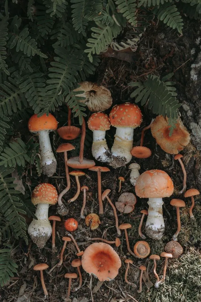 Moss Bluff, Louisiana