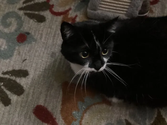 Lucy My Little Demon