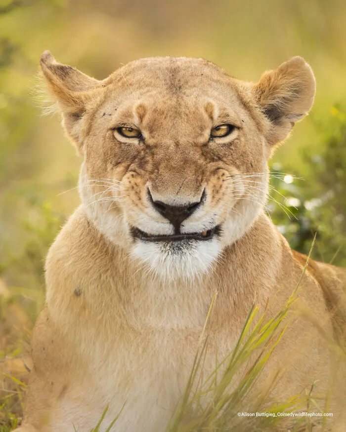 "What Do You Mean Smile?! I Am Smiling!" By Alison Buttigieg
