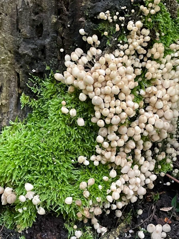 Small Clusters Of Fungi Unknown Edible Status