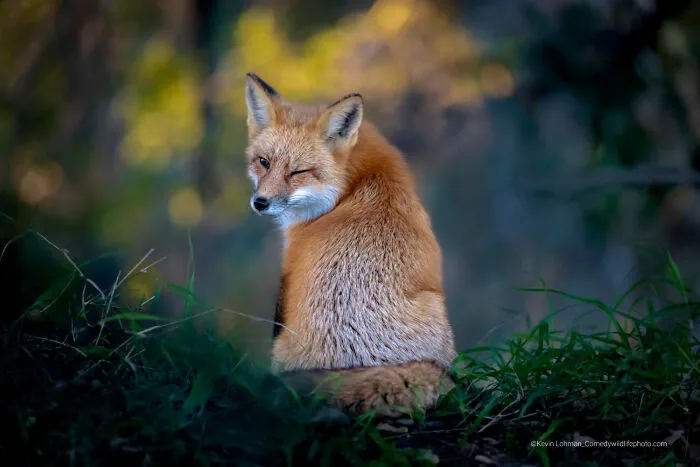 "The Wink" By Kevin Lohman
