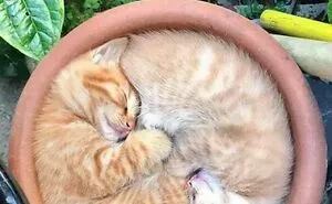 This Online Group Is Dedicated To Things That Are Inexplicably Satisfying, Here Are 50 Of The Best Ones (New Pics)