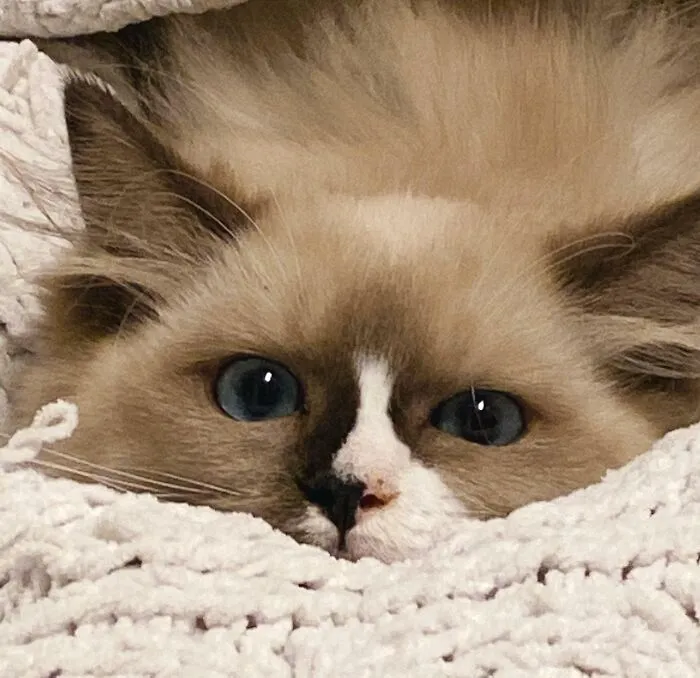 Our New Baby, Miso!