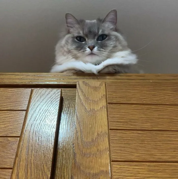 She Likes To Sit On Top Of The Kitchen Cupboard And Judge My Dietary Choices