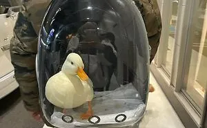 50 Pics Without Context That Get Weirder And Weirder The Longer You Look At Them, As Shared On This Online Group (New Pics)
