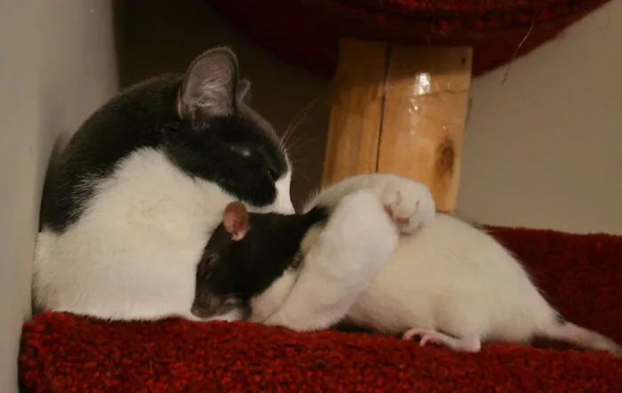 My Kitty And Rat Snuggling