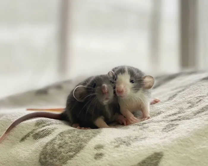 Son hermanitos